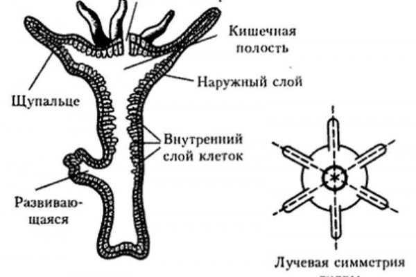 Рабочая blacksprut