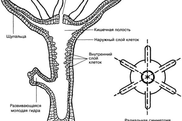 Блэк спрут ссылка пв